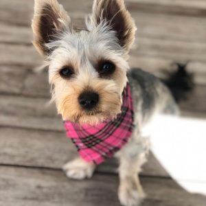 Mark_alex silky Terrier