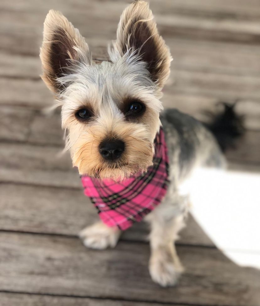 Mark_alex silky Terrier