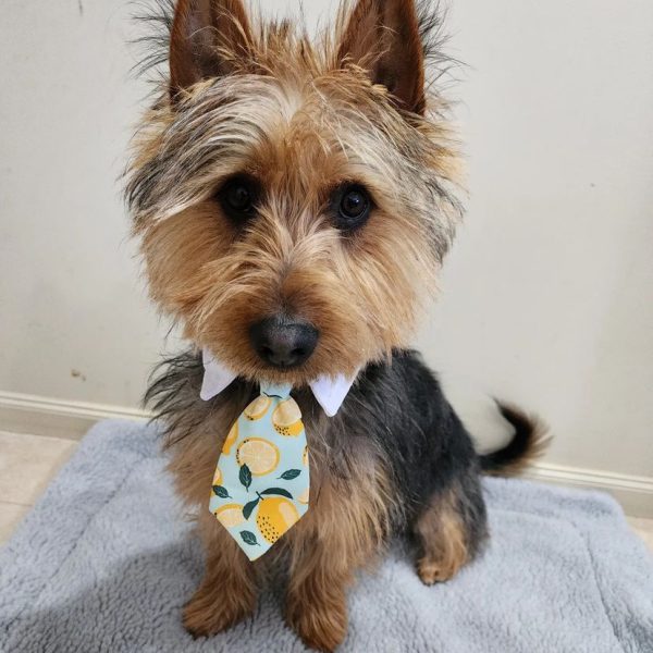 lee_alex silky Terrier