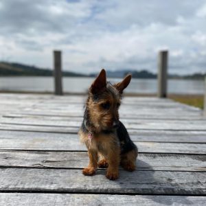 leo_alex silky Terrier
