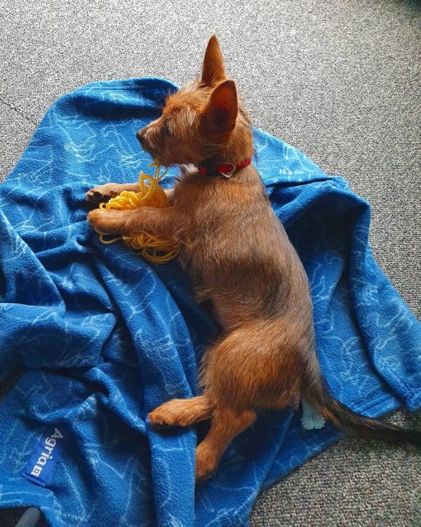 nina_alex silky Terrier