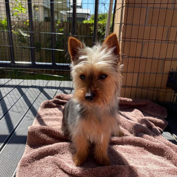 rick_alex silky Terrier